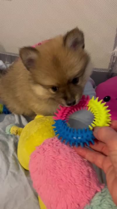 Nickname. Pickles, a male Pomeranian for sale in Charlotte, NC – 9 of 9