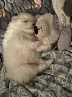 Nickname-Charlie, a male Pomeranian for sale in Charlotte, NC – 5 of 7