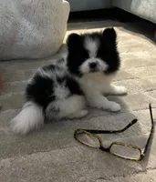 Nickname. Snoopy, a male Pomeranian for sale in Charlotte, NC – 1 of 10