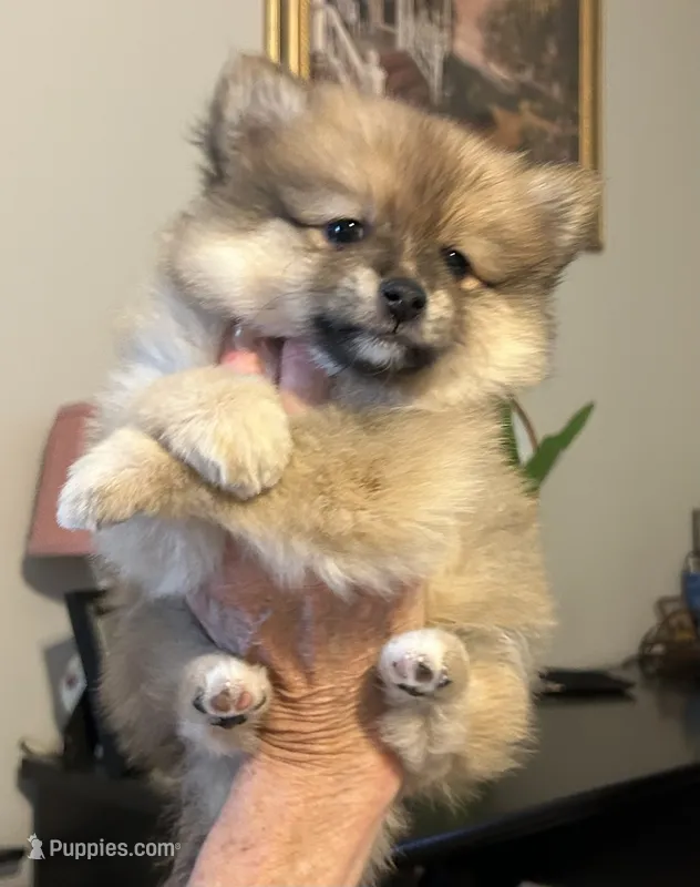 Nickname. Pickles – Pomeranian puppy for sale in Charlotte, NC
