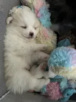 Nickname-Charlie, a male Pomeranian for sale in Charlotte, NC – 3 of 7