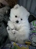 Angel “nickname”, a male Pomeranian for sale in Charlotte, NC – Photo 5 of 9