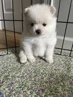 Angel “nickname”, a male Pomeranian for sale in Charlotte, NC – Photo 9 of 9