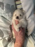 Angel “nickname”, a male Pomeranian for sale in Charlotte, NC – Photo 8 of 9