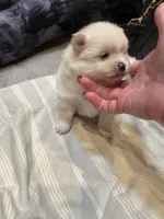 Angel “nickname”, a male Pomeranian for sale in Charlotte, NC – Photo 6 of 9