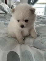 Angel “nickname”, a male Pomeranian for sale in Charlotte, NC – Photo 3 of 9