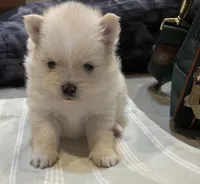 Angel “nickname”, a male Pomeranian for sale in Charlotte, NC – Photo 1 of 9