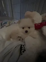 Angel “nickname”, a male Pomeranian for sale in Charlotte, NC – Photo 2 of 9