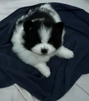 Nickname. Snoopy, a male Pomeranian for sale in Charlotte, NC – 3 of 10