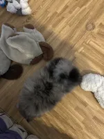 Nickname-Cuddles, a male Pomeranian for sale in Charlotte, NC – 8 of 9