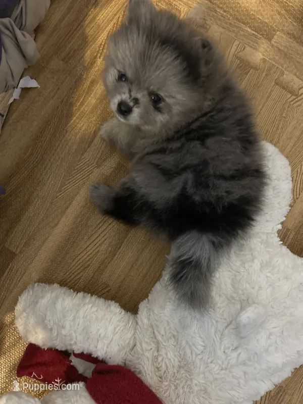 Nickname-Cuddles – Pomeranian puppy for sale in Charlotte, NC