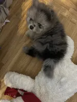 Nickname-Cuddles, a male Pomeranian for sale in Charlotte, NC – 1 of 9