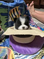 Nickname. Snoopy, a male Pomeranian for sale in Charlotte, NC – 9 of 10