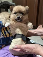 Nickname. Tori, a female Pomeranian for sale in Charlotte, NC – 1 of 9
