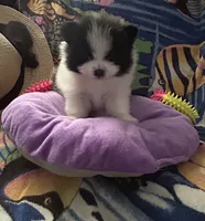 Nickname. Snoopy, a male Pomeranian for sale in Charlotte, NC – 5 of 10