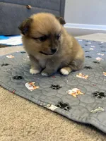 Nickname. Tori, a female Pomeranian for sale in Charlotte, NC – 7 of 9