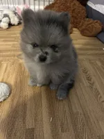 Nickname-Cuddles, a male Pomeranian for sale in Charlotte, NC – 7 of 9