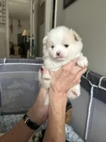 Nickname-Charlie, a male Pomeranian for sale in Charlotte, NC – 7 of 7