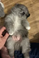 Nickname-Snuggles, a male Pomeranian for sale in Charlotte, NC – 5 of 10