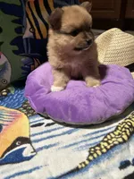 Nickname. Tori, a female Pomeranian for sale in Charlotte, NC – 6 of 9