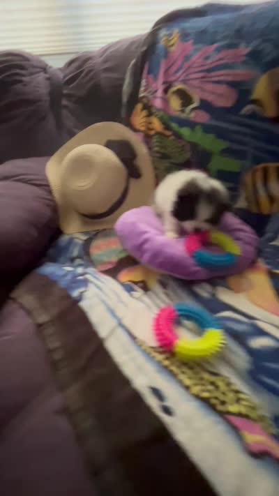 Nickname. Snoopy, a male Pomeranian for sale in Charlotte, NC – 10 of 10