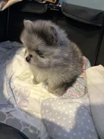 Nickname-Cuddles, a male Pomeranian for sale in Charlotte, NC – 2 of 9