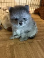 Nickname-Cuddles, a male Pomeranian for sale in Charlotte, NC – 9 of 9