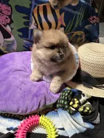 Nickname. Pickles, a male Pomeranian for sale in Charlotte, NC – 8 of 9