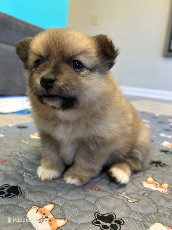 Nickname. Tori – Pomeranian puppy for sale in Charlotte, NC