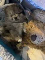 Nickname-Snuggles, a male Pomeranian for sale in Charlotte, NC – 9 of 10