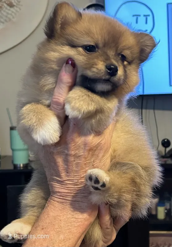 Nickname. Tori – Pomeranian puppy for sale in Charlotte, NC