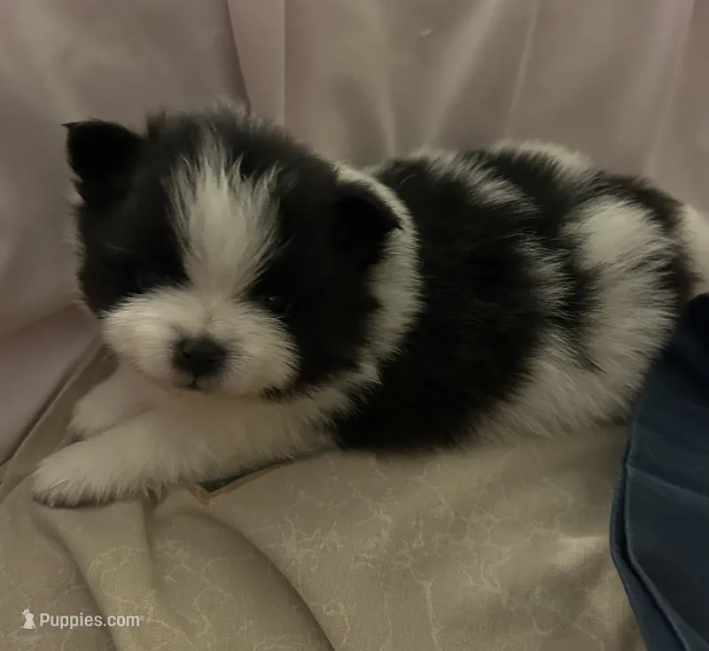 Nickname. Snoopy – Pomeranian puppy for sale in Charlotte, NC
