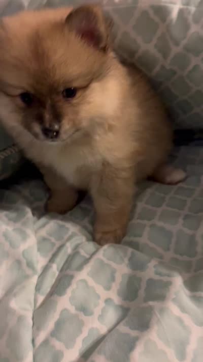 Nickname. Pickles, a male Pomeranian for sale in Charlotte, NC – 8 of 9