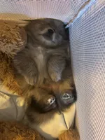 Nickname-Cuddles, a male Pomeranian for sale in Charlotte, NC – 4 of 9