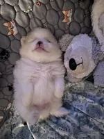 Nickname-Charlie, a male Pomeranian for sale in Charlotte, NC – 4 of 7
