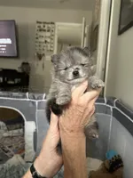 Nickname-Cuddles, a male Pomeranian for sale in Charlotte, NC – 5 of 9