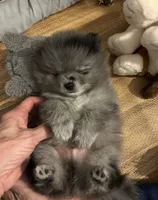 Nickname-Cuddles, a male Pomeranian for sale in Charlotte, NC – 6 of 9