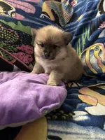 Nickname. Pickles, a male Pomeranian for sale in Charlotte, NC – 3 of 9