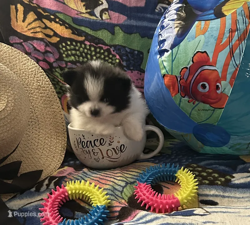 Nickname. Snoopy – Pomeranian puppy for sale in Charlotte, NC