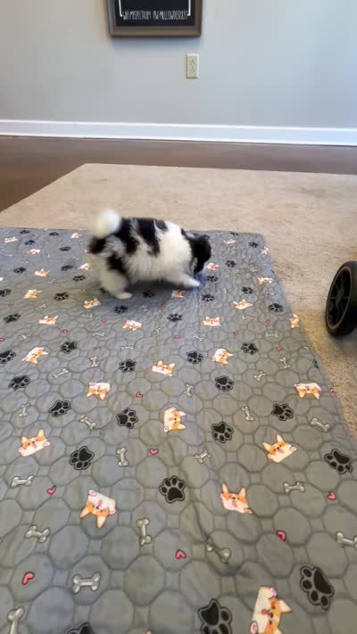 Nickname. Snoopy, a male Pomeranian for sale in Charlotte, NC – 10 of 10