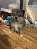 Nickname-Snuggles, a male Pomeranian for sale in Charlotte, NC – 4 of 10
