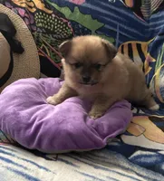 Nickname. Tori, a female Pomeranian for sale in Charlotte, NC – 4 of 9