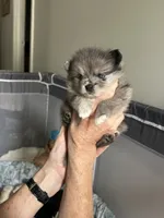 Nickname-Snuggles, a male Pomeranian for sale in Charlotte, NC – 6 of 10