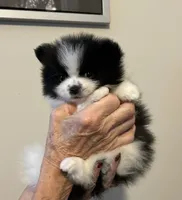Nickname. Snoopy, a male Pomeranian for sale in Charlotte, NC – 7 of 10