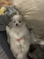 Nickname-Charlie, a male Pomeranian for sale in Charlotte, NC – 2 of 7