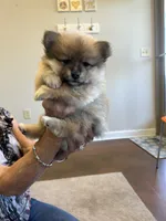 Nickname. Pickles, a male Pomeranian for sale in Charlotte, NC – 6 of 9