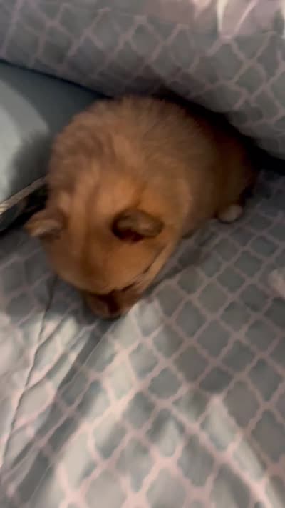 Nickname. Tori, a female Pomeranian for sale in Charlotte, NC – 9 of 9