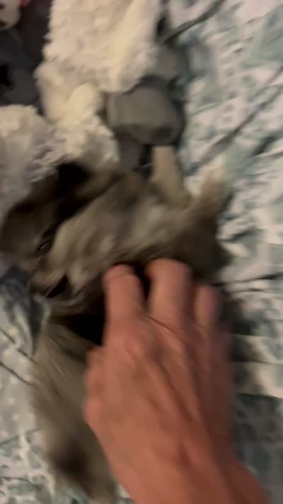 Nickname-Snuggles, a male Pomeranian for sale in Charlotte, NC – 10 of 10