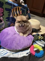 Nickname. Pickles, a male Pomeranian for sale in Charlotte, NC – 6 of 9