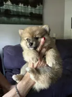 Nickname. Pickles, a male Pomeranian for sale in Charlotte, NC – 2 of 9